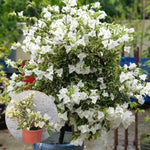 Bougainvillea Tree Live Plant, 5 to 9 Inches Tall, Outdoor Landscaping Trailing Flowering Vines for Trellis, Spring Garden (White)
