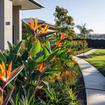 Set 4 Orange Bird of Paradise Plants Live, 4-8 Inch Tall Tropical Plants for Indoor Outdoor Growing