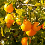 Upright Mandarin Tree Live Plant Grafted 2-3 Feet, Fast-Growing and Bear Fruit for Citrus Garden Outdoor Planting Zones 9-11