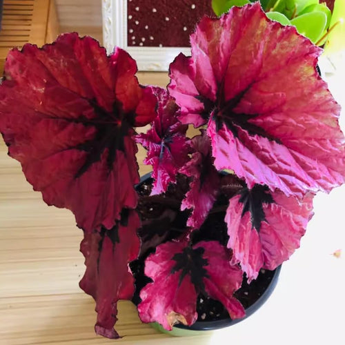 2 Live Begonia Angel Wing Maculata Set, Size 5-9 Inch Tall, Red Polka Dot Begonia Plants, Indoor Outdoor Decorative Houseplants