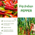 Set 2 Pepper Plants Live for Planting, Pepper Plant, 4-6 Inc Tall, Live Vegetable Plants for Indoor Outdoor Growing (Long Thin Hot Red Peppers)