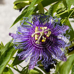 Deep Purple Passion Flower Plant Live, Passiflora Flowering Vine, Trailing Passion Flowers 4 to 8 Inch Tall