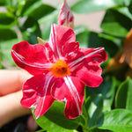 2 Red Stripe Mandevilla Plants Live 4–7" Tall, Live Mandevilla Flowering Tropical Vines for Patio, Containers and Backyard Landscaping
