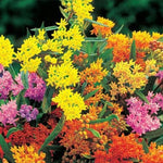 2 Butterfly Milkweed Plants Live, Asclepias Tuberosa Tropical Milkweed Flowers for Butterfly Garden, 4-9" Tall Perennials, No Pot Included (Mixed Milkweed)