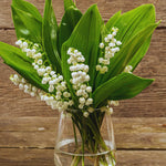 10 Lilies of The Valley Bulbs Rhizomes, Lily of The Valley Bulbs for Planting, Perennial Flower Bulbs Outdoors Indoors Garden