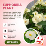 Crown of Thorns Plant Live, Euphorbia Milii Succulent Live Plant, 4-8 Inch Tall Flowering Houseplant with Year-Round Blooms, No Pot (White)