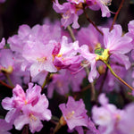 Live Azalea Plant, Hardy Rhododendron Flowering Shrub, 10 Inches Tall for Growing (Purple)