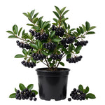 Black Chokeberry Tree Live Plant, Berry Bush, 1.5-2 Ft Tall