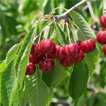 2 Live Acerola Barbados Cherry Trees, 5-10 Inch Tall Fruit Plants for Ornamental Garden, No Pot, Spring Planting