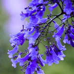 Purple Blue Jacaranda Tree Live Plant, Starter Size 6-12 Inc in Tall in 4" Pot, Vibrant Bloom, Royal Poinciana Flamboyant Like