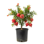 Sweet Pomegranate Tree Live Plant 8-12'' Tall, Hardy Red Pomegranate Bush in Half Gallon Pot, Full Roots and Ready to Plant