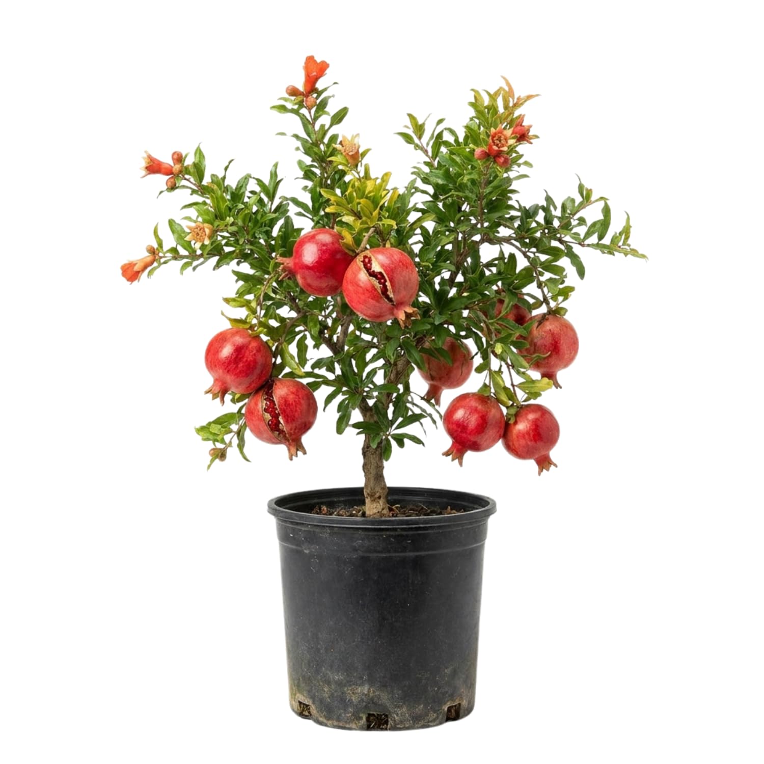 Sweet Pomegranate Tree Live Plant 8-12'' Tall, Hardy Red Pomegranate Bush in Half Gallon Pot, Full Roots and Ready to Plant