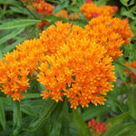 Pack 2 Orange Milkweed Live Plants, Butterfly Milkweed Shrub, Asclepias Tuberosa Plants 4-8 Inches