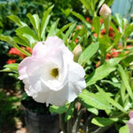 Live Desert Rose Plants, Adenium Desert Rose Bushes, 4-7 Inches Tall for Indoor or Outdoor Planting (White)