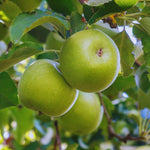 Green Apple Tree Live Plant, Perennial Fruit Tree, 6-10 Inch Tall