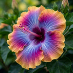 Set of 7 Purple Yellow Hibiscus Cuttings, Hibiscus Flowers Plants, Tropical Flower Plant for Outdoor Gardening