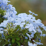 3 White Plumbago Plants Live, Plumbago Flower Live Plants, 4 to 6 Inc Tall, Tropical Shrub Plant