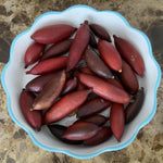 Red Finger Lime Tree Live, 1-2ft Tall, Citrus Plant 1 Gallon Pot, Finger Lime Citrus Tree, Well Rooted Fruit Plant