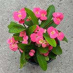 Pink Euphorbia Crown of Thorns Plant, Perennial Succulent Live Plant Indoor Outdoor 4-7 Inches