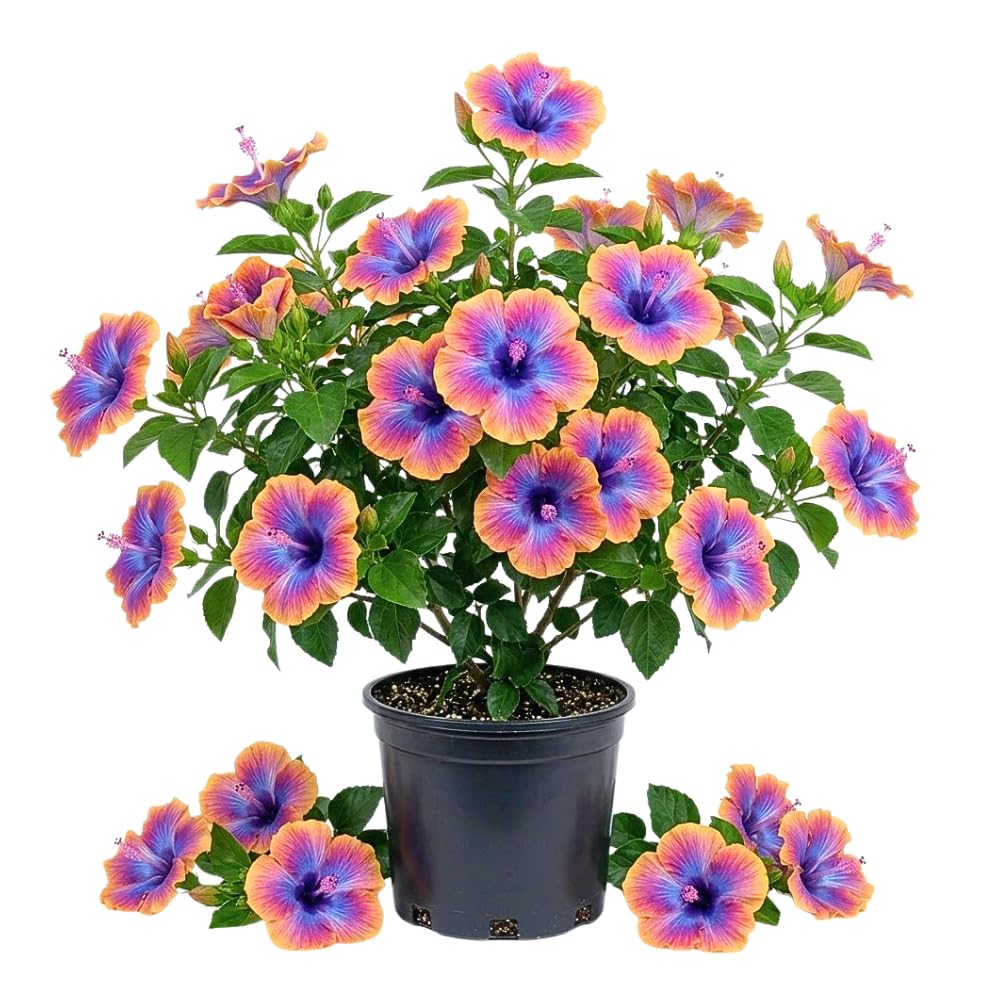 Set of 7 Purple Yellow Hibiscus Cuttings, Hibiscus Flowers Plants, Tropical Flower Plant for Outdoor Gardening