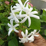 Jasmine Live Plant 4–8″ Tall, Jasmines Flower Vine, Fragrant White Blooms, Outdoor or Container Growing (Highly Fragrant Jasmine)