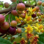 Sherbet Berry Plant Live for Planting 4 to 8 Inch Tall, Sherbet Berry Fruit Tree Live Plant