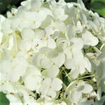 Set 2 Hydrangea Live Plants, Change Colors Hydrangea Bushes Shrubs Trees Live Plants in 4” Pot, Live Hydrangeas Well Rooted for Planting (White)