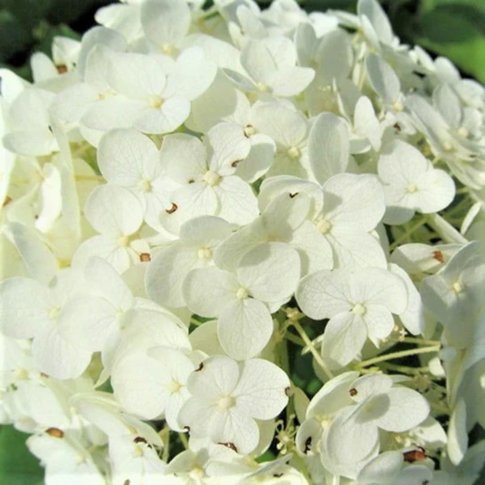 Set 2 Hydrangea Live Plants, Change Colors Hydrangea Bushes Shrubs Trees Live Plants in 4” Pot, Live Hydrangeas Well Rooted for Planting (White)