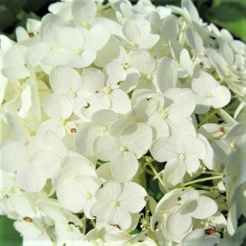 Set 2 Hydrangea Live Plants, Change Colors Hydrangea Bushes Shrubs Trees Live Plants in 4” Pot, Live Hydrangeas Well Rooted for Planting (White)
