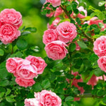 Fragrant Climbing Rose Live Plant, Well Rooted 5-9" Tall, No Leaf, Indoor Outdoor Climber, Rose Bush, Hybrid Tea Rose Like (Pink to Deep Pink)