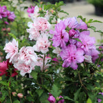 2 Mixed Althea Plants Seedlings 6–12 Inches, Hardy Flowering Hibiscus Bare Roots, Winter Dormant
