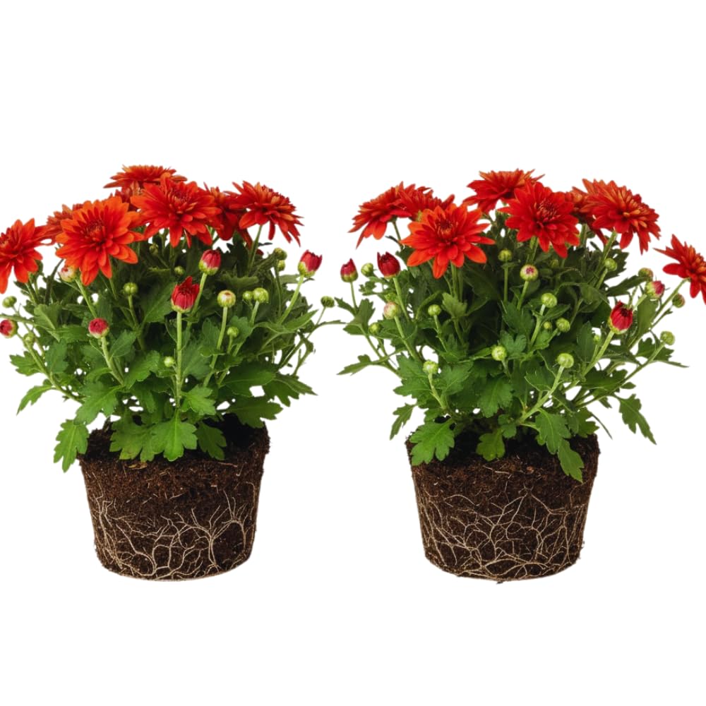 2 Chrysanthemum Plants Live, Mums Plants Live, Chrysanthemum Flowers Perennials Plant - Red