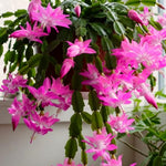 2 Pink Christmas Cactus Plants, Thanksgiving Cactus 3-6 Inch Tall, Winter Succulents Flowers Container Hanging Basket Indoor Outdoor Planting