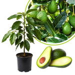 Live Dwarf Avocado Tree Plant in 3 Gallon Pot, Cold Hardy Avocado Tree 2-3 Ft Tall, Ready to Bear Fruits