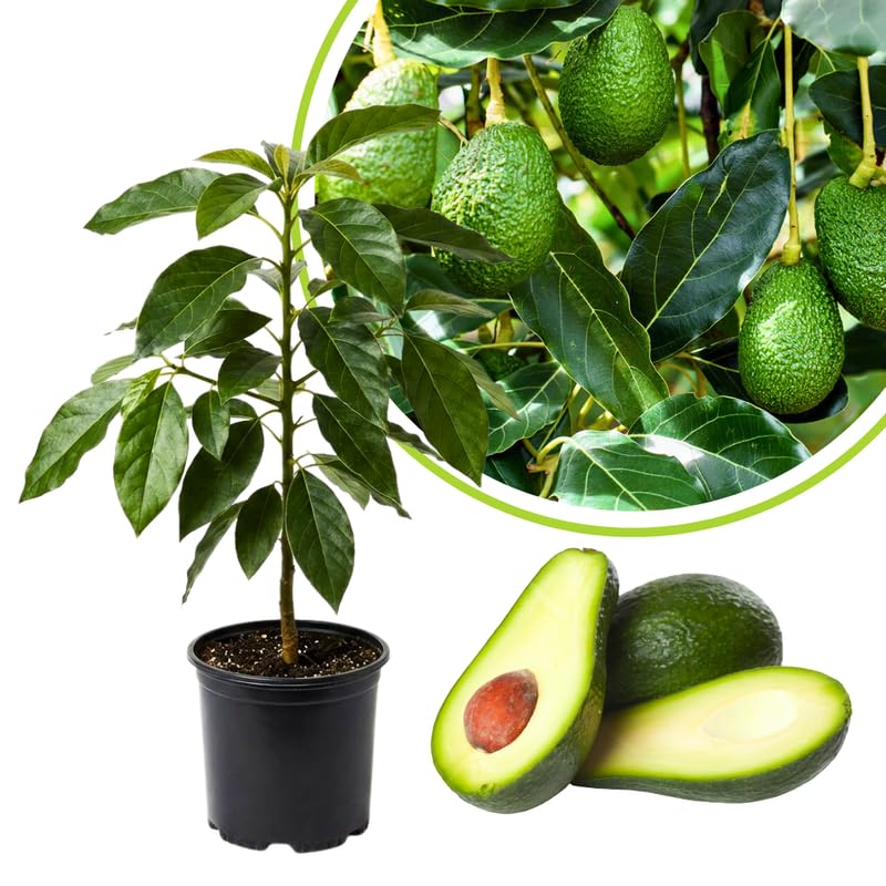 Live Dwarf Avocado Tree Plant in 3 Gallon Pot, Cold Hardy Avocado Tree 2-3 Ft Tall, Ready to Bear Fruits