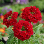 Pack 2 Red Perennial Verbena Plants, Red Verbena Live Plants, Verbena Flower Trailing Plants Live for Planting, Red Verbena Plants in Zones 7 to 11