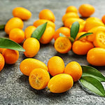 Meiwa Kumquat Tree Live Plant, 2 Years Old Golden Orange Citrus Fruit Tree in 1 Gallon Pot, Indoor Outdoor Patio Container Plant, Zones 8-11