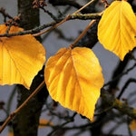 Yellow Witch Hazel Tree Shrub Flowering Bushes Witch Hazel Plants Tree in Quart Pot, 6 to 12 Inc Tall Live Plants, Witch Hazel Plants