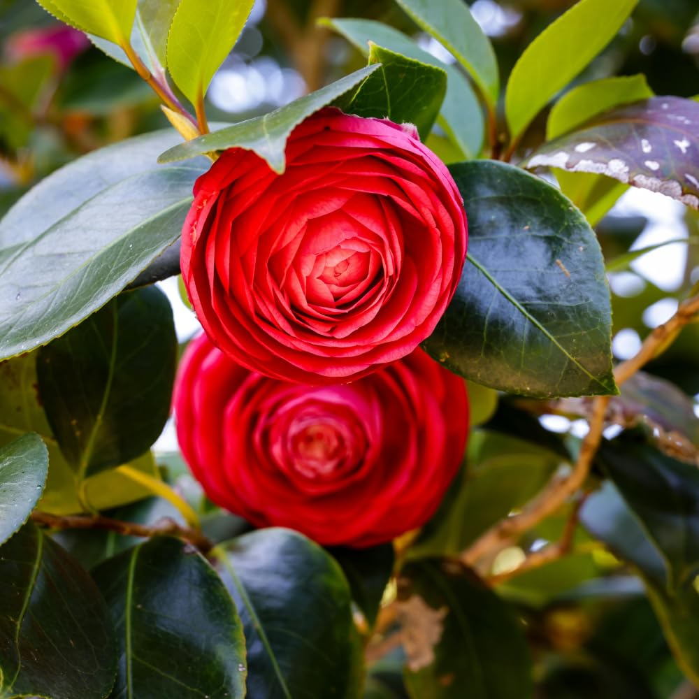 Camellia Plant Live, Camellia Japonica Tree Live Plant, 4 Inc Potted Bush Plant, Fragrant Flower Plants (Red)