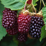 4 Boysenberry Plants Live for Growing 5 to 8 Inch Height, Sweet Boysenberry Fruit Trees Live Plants to Grow