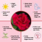 Rose Live Plant, Roses Flower Plant, Fragrant Flower for Planting, 4-6 Inches Tall, Bush Shrub Plants, Well Rooted, Ready to Grow (Orange Rose)