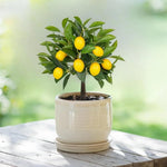 Set 2 Meyer Lemon Trees Live Plants, Size 2-4 Inch Tall, Fragrant Citrus Live Plant in 4" Pot, Yellow Lemon Fruit Seedling, White Flowers