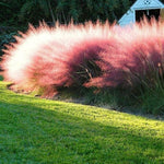 Clump 5-9" Muhly Grass Live Plant for Spring Planting, Ornamental Grass, Perennial Grasses Fast-Growing, Vibrant Color (Ruby)