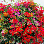 2 Mix Bougainvillea Plants Live, Flowering Bougainvillea Vine 4-8 Inc Height, Climbing Plant for Outdoor Garden and Trellis
