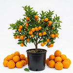 Sweet Seedless Mandarin Tree Live Plant, Mandarin Citrus Tree, 2 Years Old Plant, 1 Gallon Pot, 1-2 Feet Tall, Ideal for Indoor Outdoor Growing