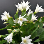 Easter Cactus Plants Live, Vibrant Color, Size 5-9" in Tall, No Pot, Spring Bloom Housplant Indoor Outdoor Succulent Cacti (White)