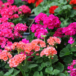 Pack 3 Mix Geranium Plants Live, Assorted Geraniums Live Plant for Outdoor Indoor Garden, Perennial Coloful Flowers Plant, No Pot