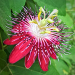 Burgundy Passion Flower Plant Live, Passiflora Flowering Vine, Trailing Passion Flowers 4 to 8 Inch Tall
