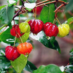 Red Surinam Cherry Tree Live Plant, 2-3 Feet in 1 Gallon Pot, Fast-Growing and Ready to Bear Fruit, High-yieding Outdoor Spring Planting, No CA