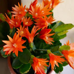 Easter Cactus Plants Live, Vibrant Color, Size 5-9" in Tall, No Pot, Spring Bloom Housplant Indoor Outdoor Succulent Cacti (Orange)